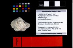Foto (Objekt + Etikett) von Cycloprosopon octonarium (Schweitzer & Feldmann, 2010)  (NHMW-GEO-1990-0041-4013)